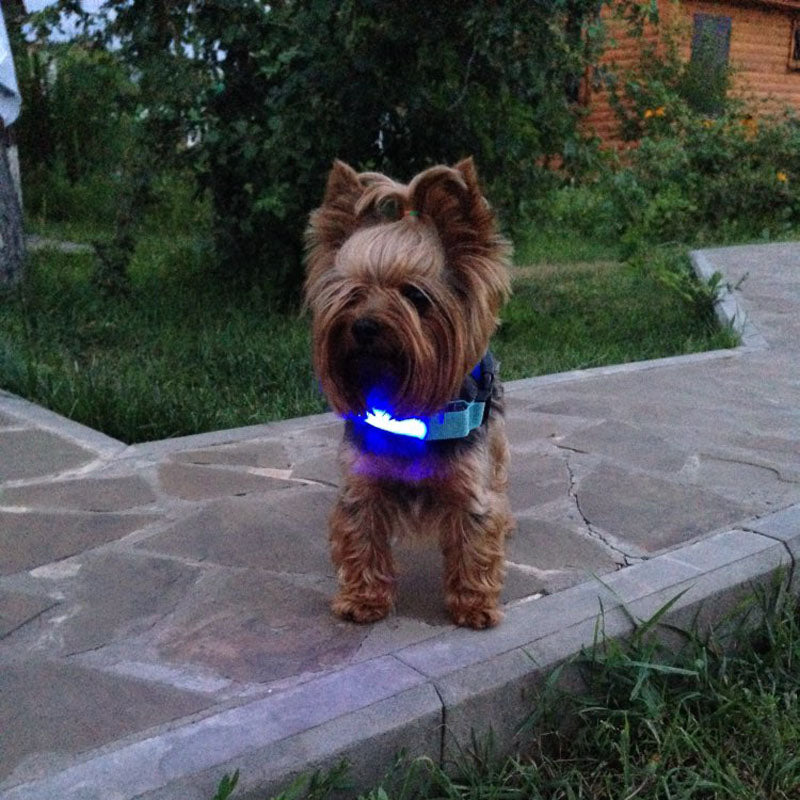 Nylon LED Night Safety Flashing Glow In The Dark Dog Collars - Pets - buy epic deals